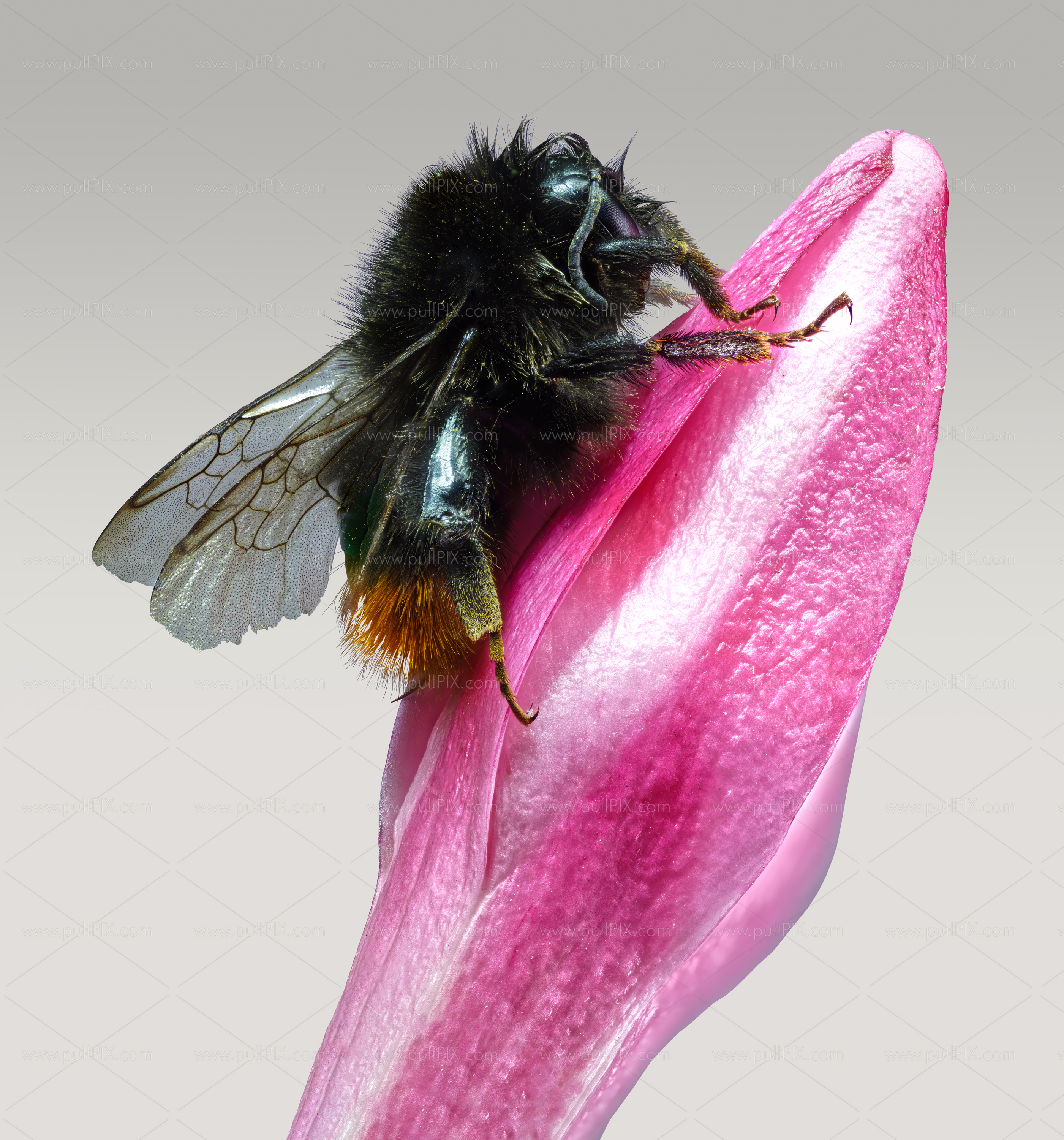 Preview Biene auf Knospe.jpg